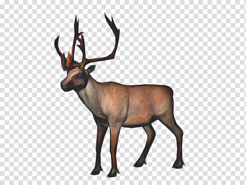 arctic reindeer clipart transparent