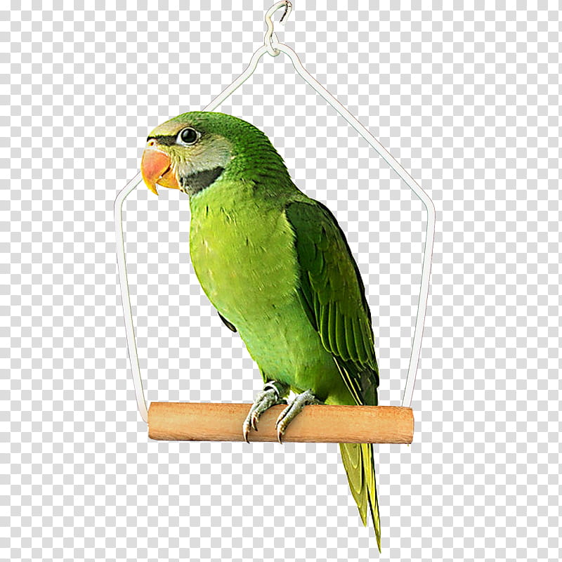 Bird Parrot, Budgerigar, Parakeet, Cockatiel, Lutino Cockatiel, Lutino Rosyfaced Lovebird Mutation, Parrots, True Parrot transparent background PNG clipart