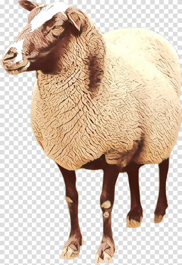 Eid Al Adha Islamic, Eid Mubarak, Muslim, Boer Goat, Lincoln Sheep, Argali, Romney Sheep, Email transparent background PNG clipart