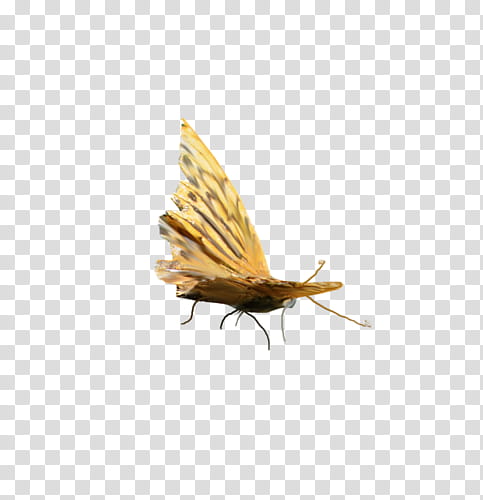 brown insect with wings transparent background PNG clipart