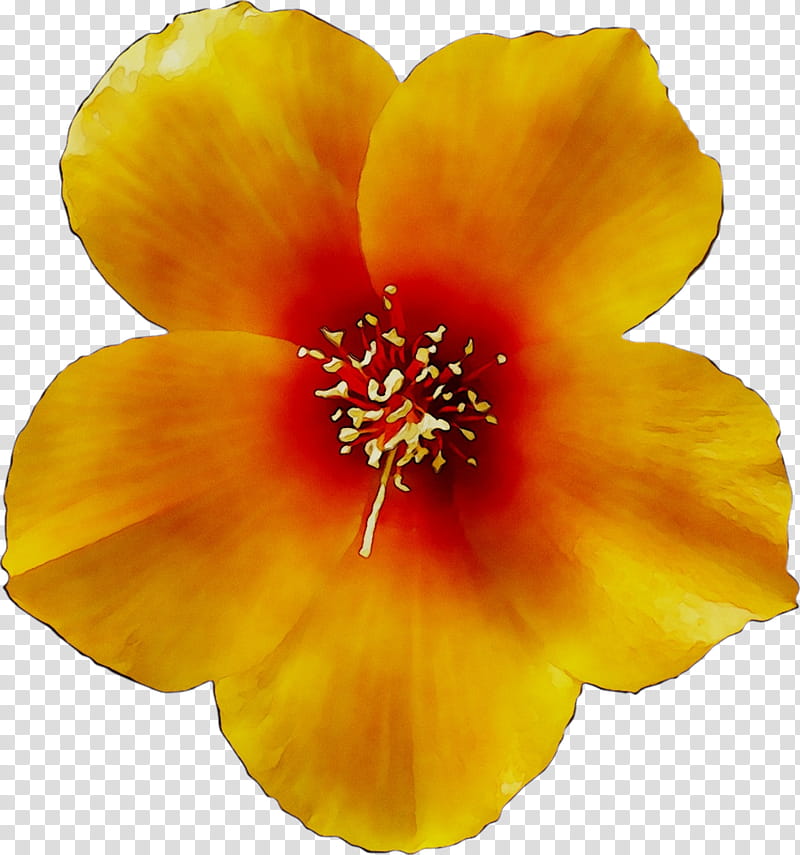 Hawaiian Flower, Rosemallows, Yellow, Petal, Hawaiian Hibiscus, Plant, Wildflower, Mallow Family transparent background PNG clipart