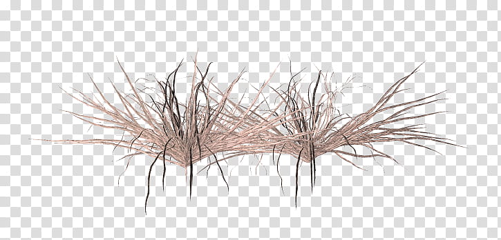 TWD Summer Grass, brown plants transparent background PNG clipart