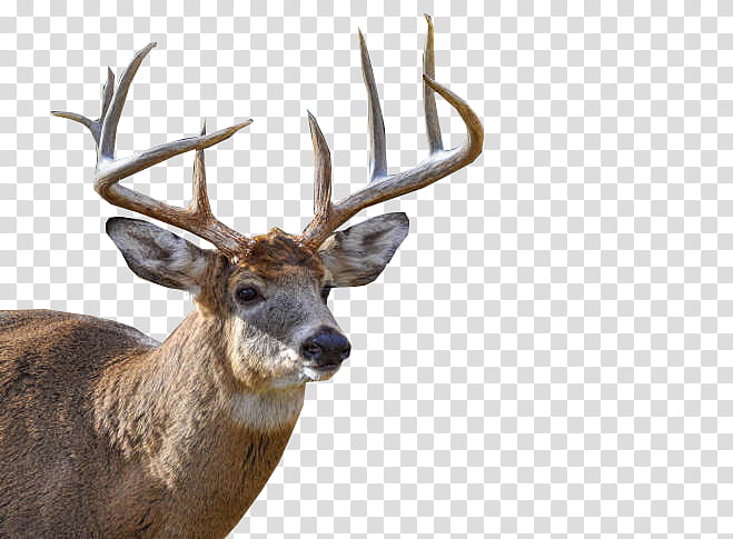 Deer, brown and gray deer transparent background PNG clipart