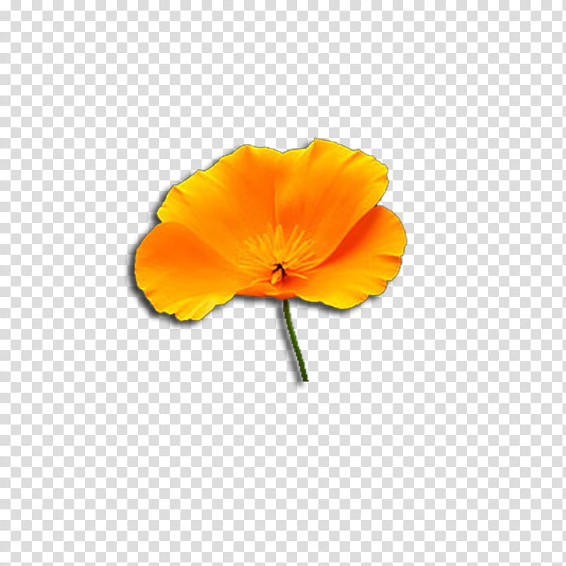 Orange, Flower, Eschscholzia Californica, Poppy, Yellow, Petal, Plant, Poppy Family transparent background PNG clipart