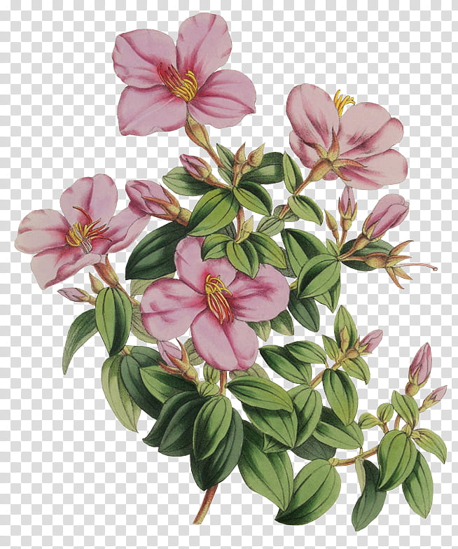 crazychuchu , pink-petaled flowers illustration transparent background PNG clipart