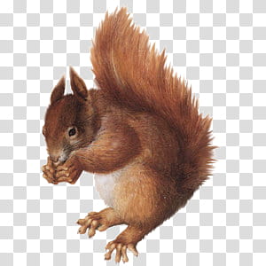 cute animals II, brown squirrel illustration transparent background PNG clipart
