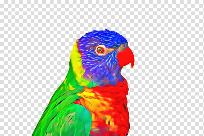 Bird Parrot, Macaw, Parakeet, Loriini, Feather, Beak, Pet, Vertebrate transparent background PNG clipart