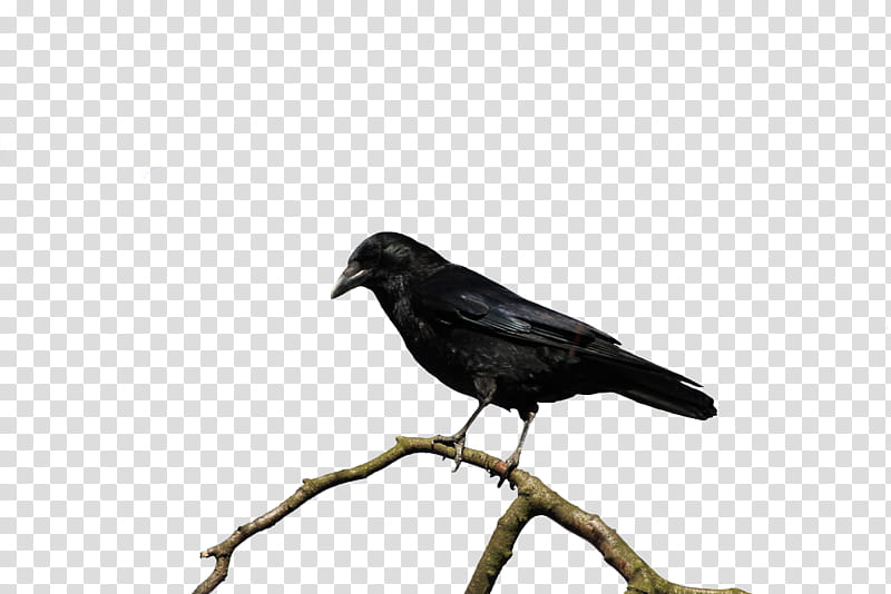 Cartoon Bird, American Crow, Rook, New Caledonian Crow, Raven, Common Raven, Jerusalem, Business transparent background PNG clipart