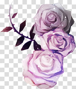 Rose Garden, three purple roses transparent background PNG clipart