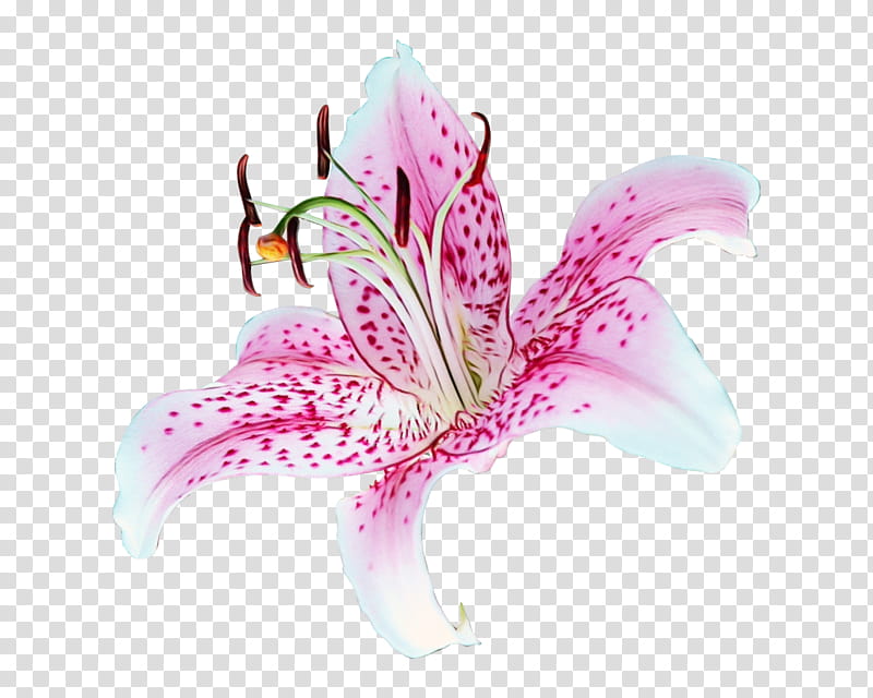 Lily Flower, Carnation Lily Lily Rose, Tiger Lily, Orange Lily, , Art, Drawing, transparent background PNG clipart