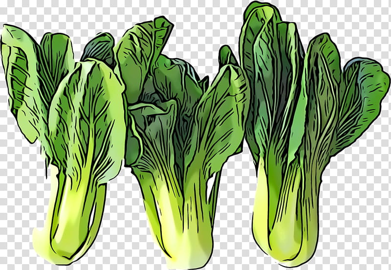 vegetable leaf vegetable plant food flower, Chinese Cabbage, Tatsoi, Grass, Choy Sum, Komatsuna transparent background PNG clipart