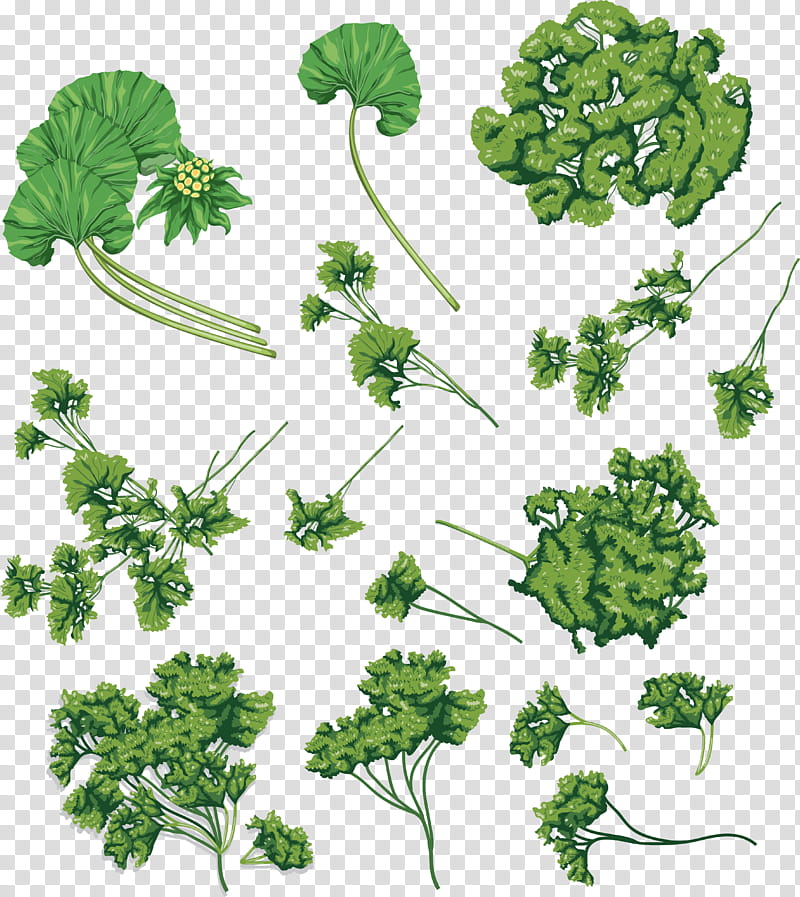 Wine, Parsley, Coriander, Herb, Dill, Plants, Horseradish, Celery transparent background PNG clipart