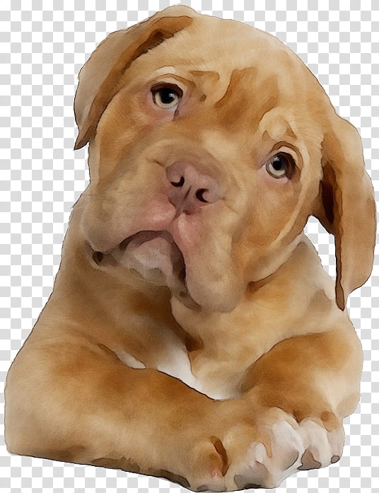 dog dog breed dogue de bordeaux vizsla skin, Watercolor, Paint, Wet Ink, Snout transparent background PNG clipart