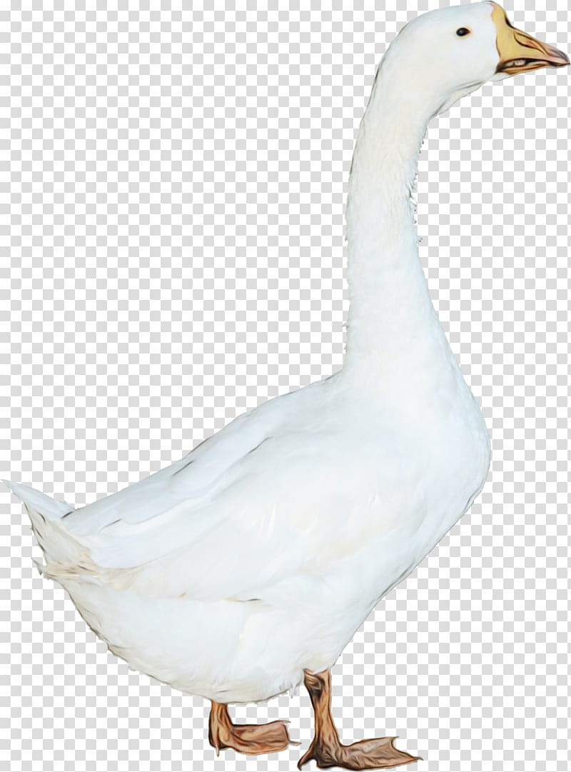 bird water bird goose duck beak, Watercolor, Paint, Wet Ink, Ducks Geese And Swans, Waterfowl, Snow Goose, Tundra Swan transparent background PNG clipart