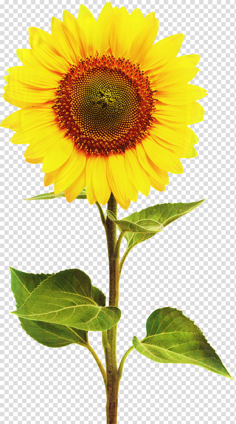 Sunflower, Fotolia, Plant, Yellow, Petal, Sunflower Seed, Asterales, Daisy Family transparent background PNG clipart