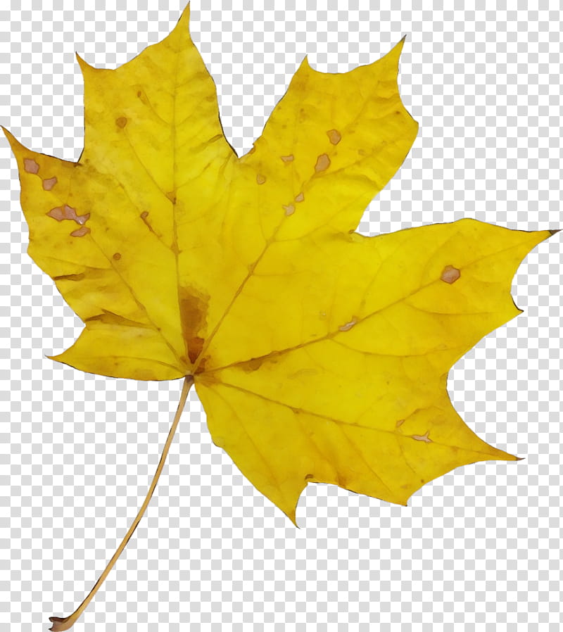 Autumn Leaf Drawing, Watercolor, Paint, Wet Ink, Maple Leaf, Wilfrid Laurier University, Bay Laurel, Canada transparent background PNG clipart