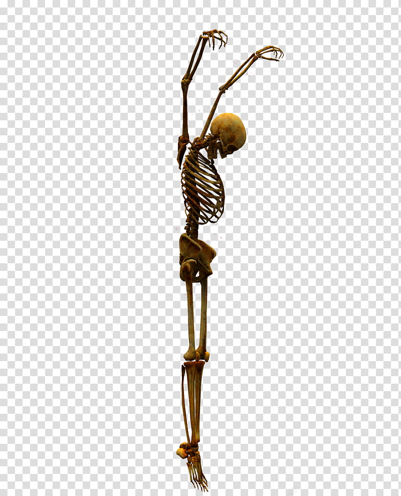 E S Bones II, skeleton transparent background PNG clipart