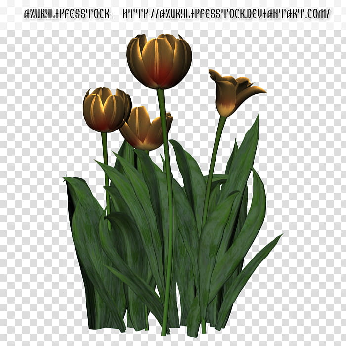 D object tulips, yellow tulip flowers on black background transparent background PNG clipart