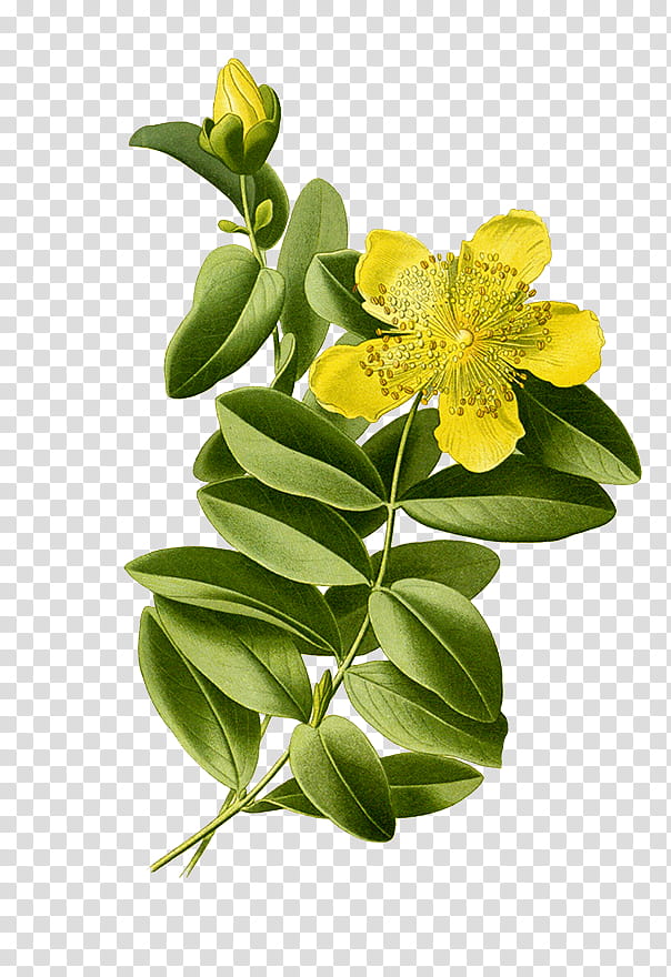 Watercolor Flower, Perforate St Johnswort, Drawing, Watercolor Painting, Common Hibiscus, St Johns Wort, Plant, Hypericum transparent background PNG clipart