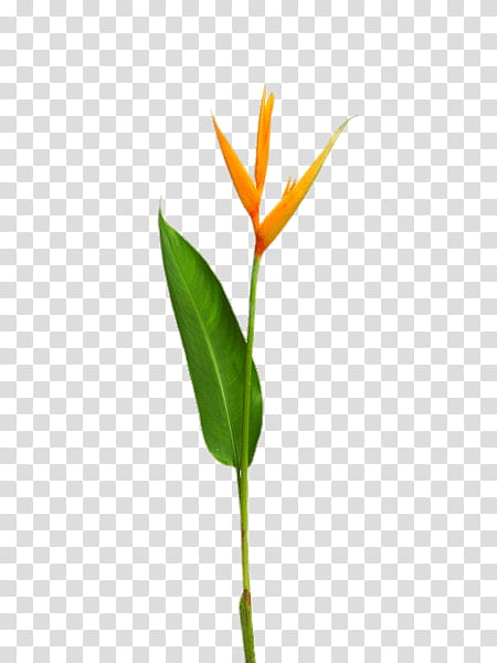 Bird Of Paradise, Heliconia Psittacorum, Flower, Plant Stem, Yellow, False Bird Of Paradise, Orange, Green transparent background PNG clipart