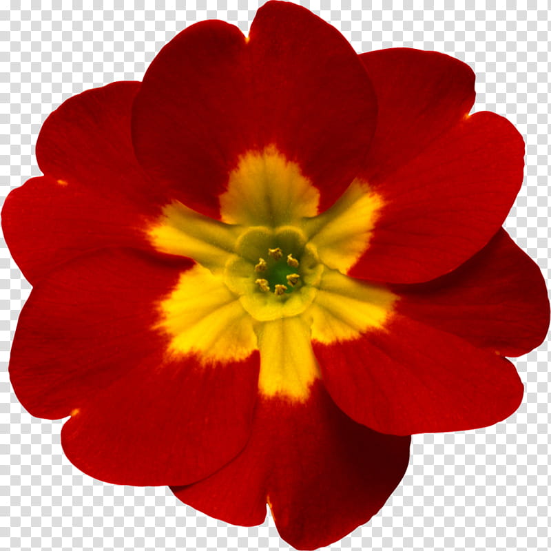 Object Petals, red and yellow primrose flower transparent background PNG clipart