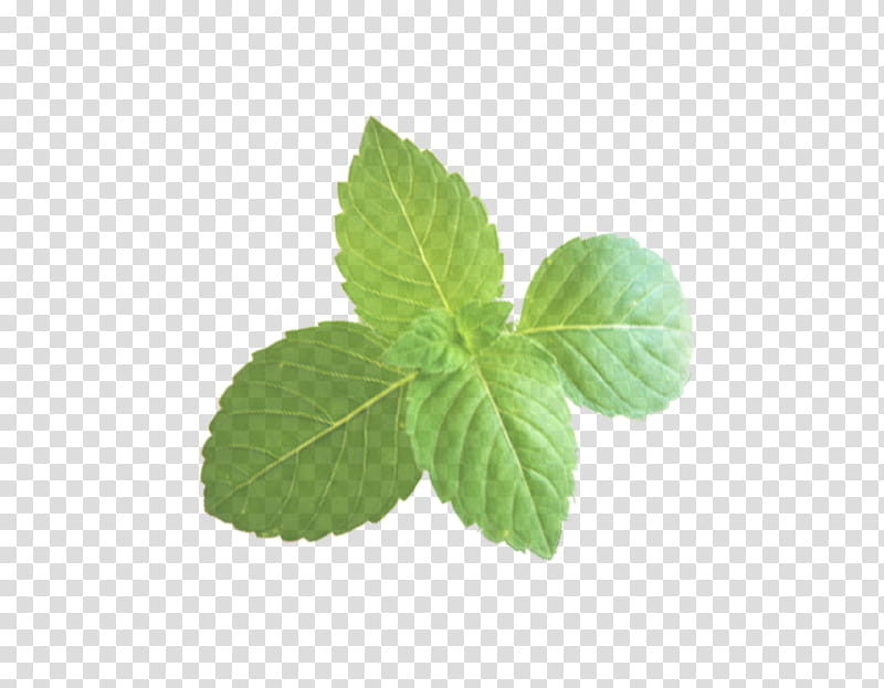 leaf plant flower mint herb, Flowering Plant, Tree, Herbal, Jiaogulan, Peppermint transparent background PNG clipart