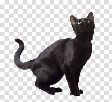 BLACK RESOURCESFORBITCHES, black cat transparent background PNG clipart