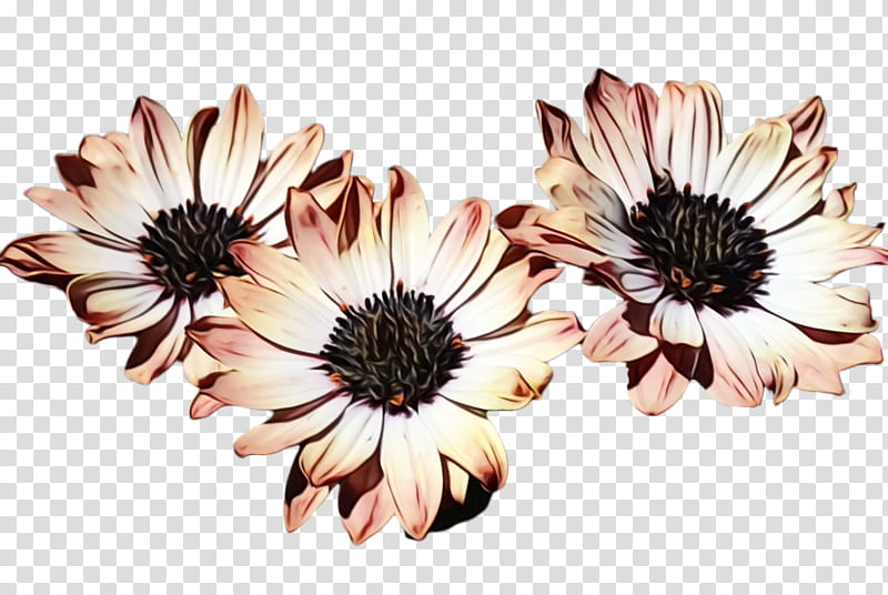 Daisy, Watercolor, Paint, Wet Ink, Petal, Flower, African Daisy, Gerbera transparent background PNG clipart