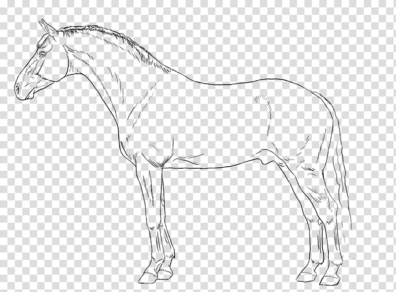 MURPHY S LAW LINEART, horse sketch transparent background PNG clipart