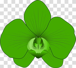 Green Leaf, Orchids, Flower, Website,  Blog, Plant, Flora, Petal, Symbol, Plant Stem transparent background PNG clipart thumbnail