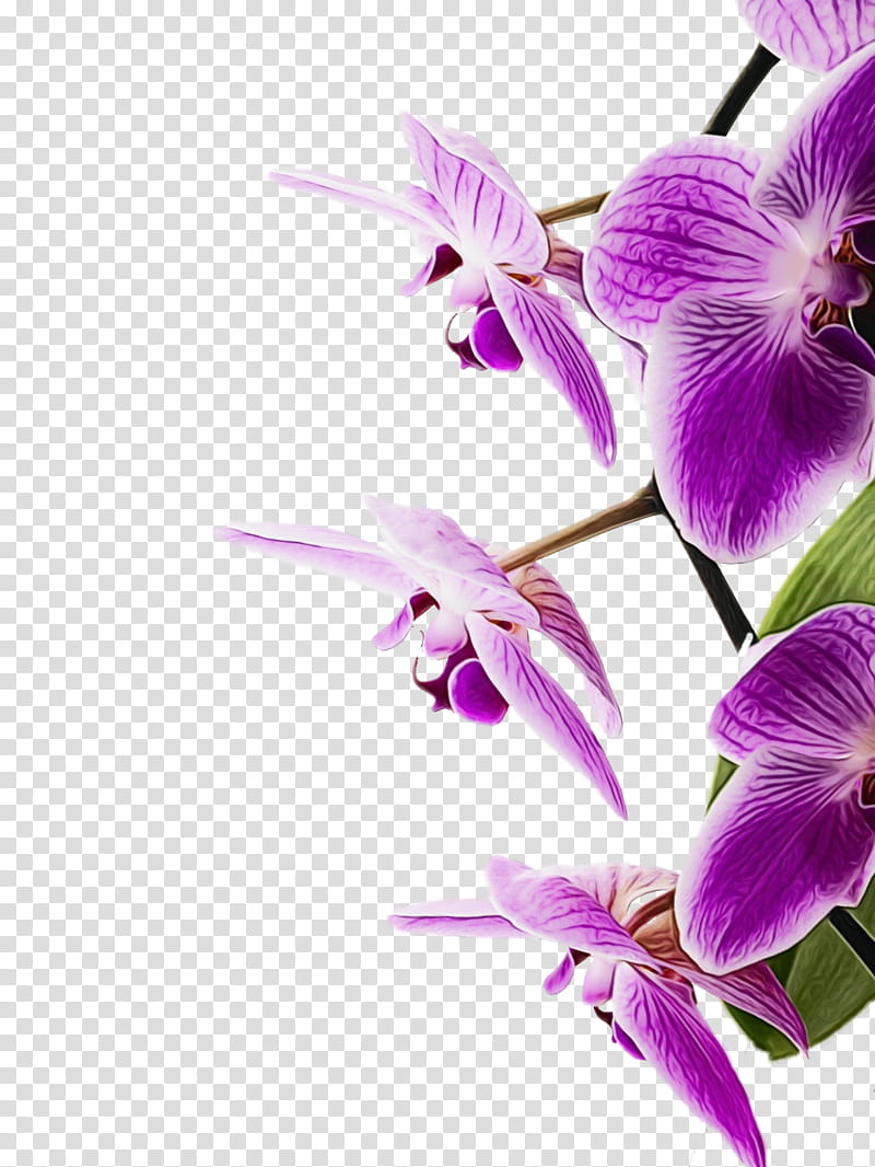 flowering plant flower purple violet petal, Watercolor, Paint, Wet Ink, Lilac, Pink, Cooktown Orchid transparent background PNG clipart