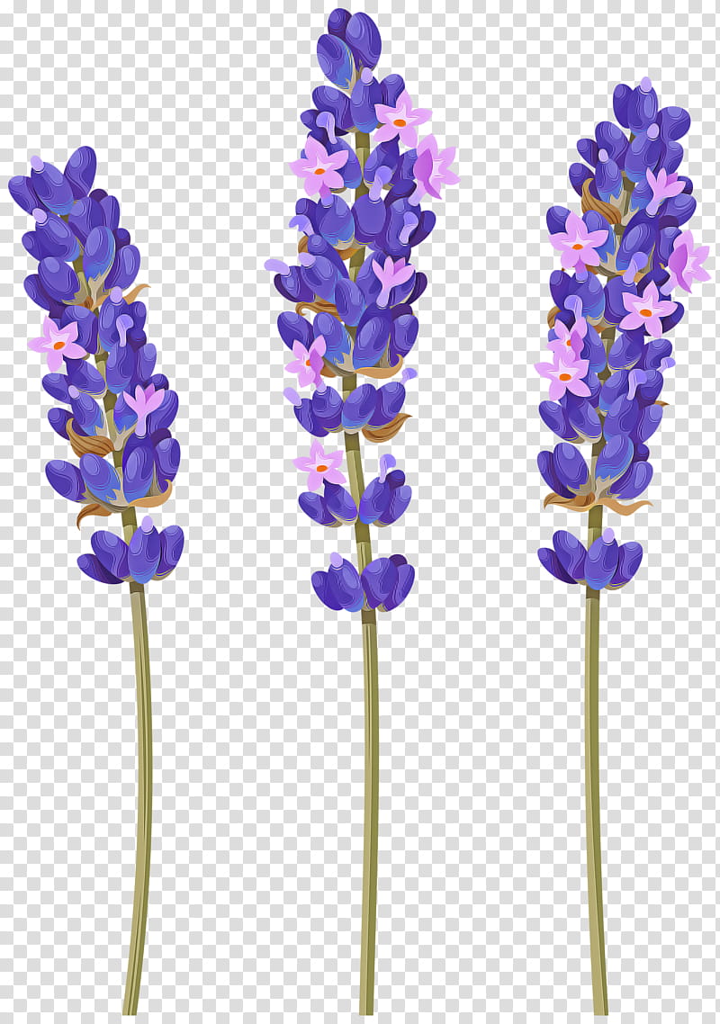 Lavender, Flower, Plant, Purple, Cut Flowers, English Lavender, Lavandula Dentata, French Lavender transparent background PNG clipart