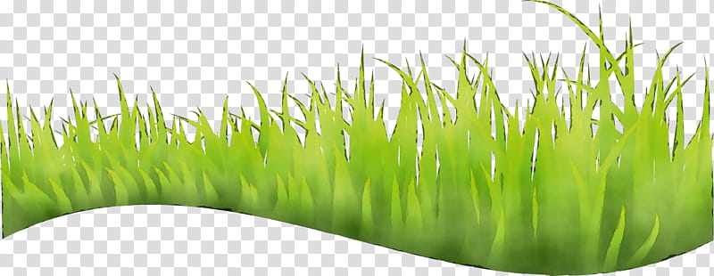 grass green plant wheatgrass grass family, Watercolor, Paint, Wet Ink, Lawn, Fodder transparent background PNG clipart