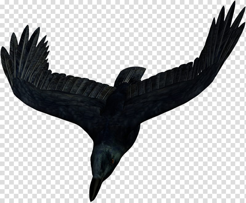 D Raven , black bird transparent background PNG clipart