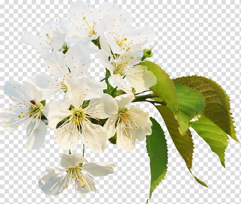 flower white plant petal branch, Blossom, Cut Flowers, Spring
, Mock Orange transparent background PNG clipart