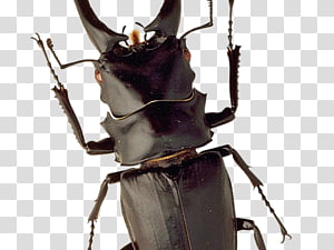 Leaf Silhouette, Beetle, Insect, Stag Beetles, Blister Beetles, Leaf Footed Bugs transparent background PNG clipart thumbnail