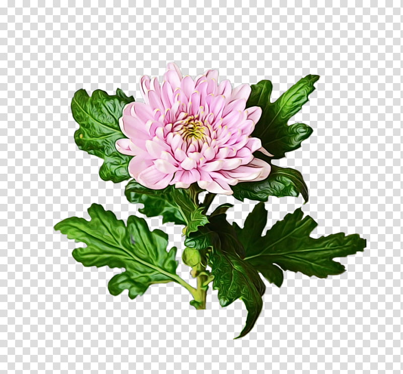 Flowers, Chrysanthemum, Marguerite Daisy, Cut Flowers, Annual Plant, Herbaceous Plant, Daisy Family, Anemone transparent background PNG clipart