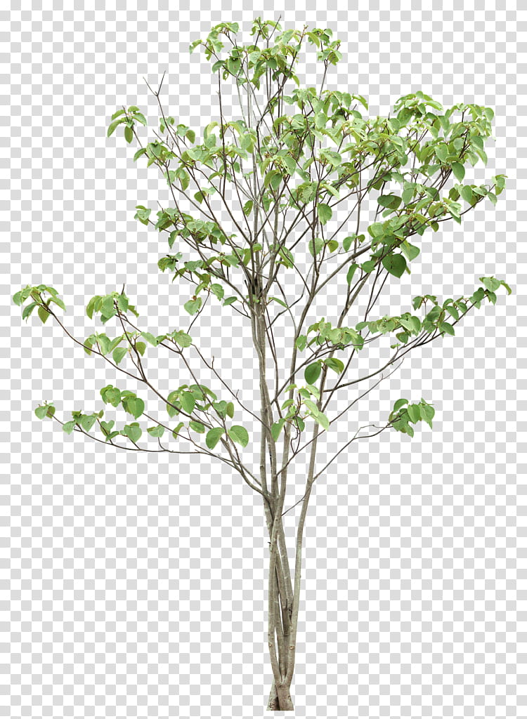 Green Leaf, Tree, Twig, Plants, Willow, Branch, Plant Stem, Flower transparent background PNG clipart