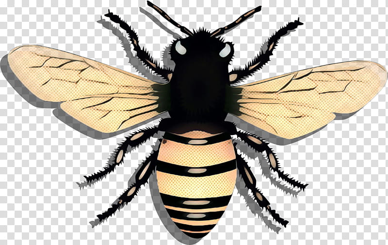 insect membrane-winged insect bee pest eumenidae, Pop Art, Retro, Vintage, Membranewinged Insect, Honeybee, Stable Fly, Wasp transparent background PNG clipart