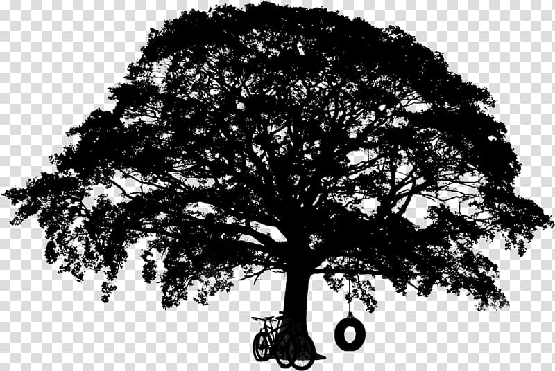 Oak Tree Silhouette, Web Browser, Html5, Video, Wood, Woody Plant, Branch, Blackandwhite transparent background PNG clipart