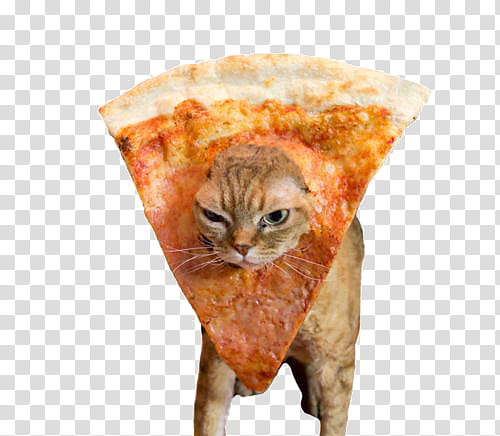 orange cat in sliced pizza transparent background PNG clipart