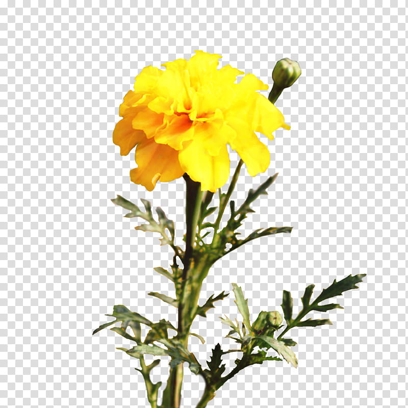 Flower Pot Drawing, Pot Marigold, Cut Flowers, Plants, Plant Stem, Chrysanthemum, Herbaceous Plant, Mexican Marigold transparent background PNG clipart