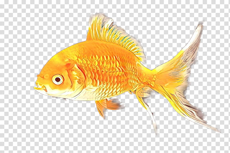 Fish, Cartoon, Goldfish, Koi, Drawing, Aquarium, Feeder Fish, Freshwater Aquarium transparent background PNG clipart