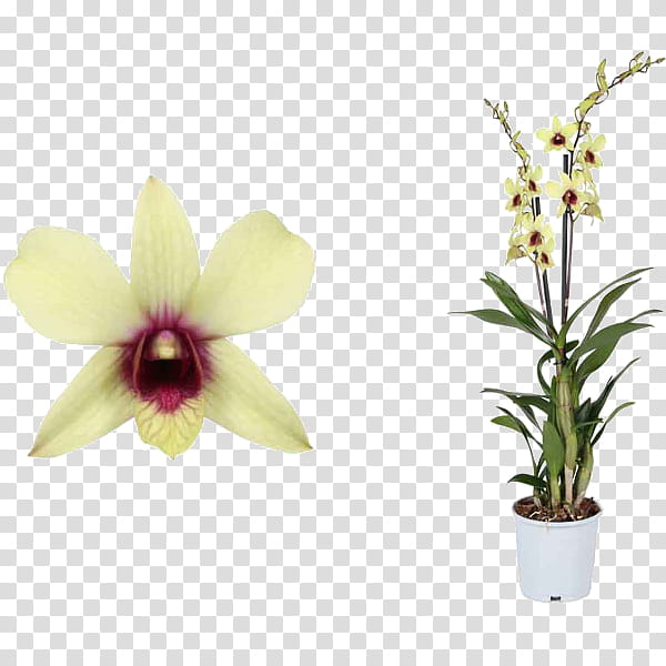 Flowers, Moth Orchids, Plants, Dendrobium, Garden, Houseplant, Praktiker, Flowerpot transparent background PNG clipart
