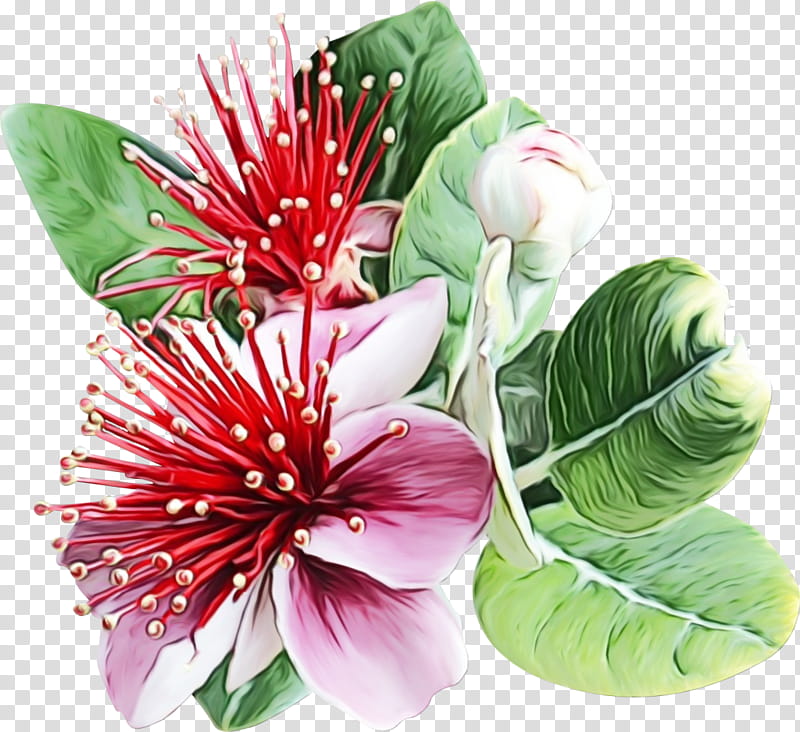 Pink Flower, Acca Sellowiana, Sapodilla, Common Guava, Food, Fruit, Cut Flowers, Morning transparent background PNG clipart