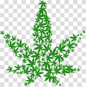 green leaf plant american larch oregon pine, Colorado Spruce, Tree, Pine Family, Conifer transparent background PNG clipart thumbnail