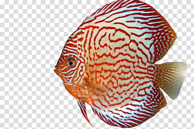 Fish, Discus, Biology, Aquarium transparent background PNG clipart