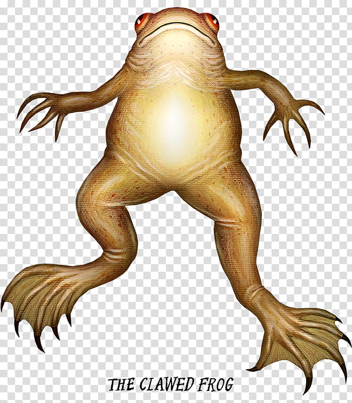 African Tree, Frog, Toad, Amphibians, African Clawed Frog, Goliath Frog, Drawing, Digital Art transparent background PNG clipart