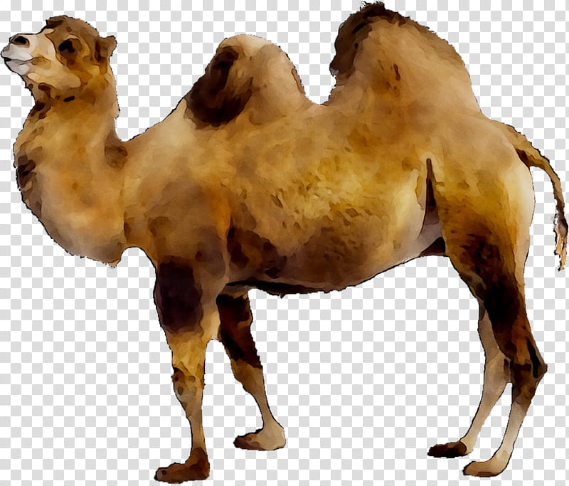 Llama, Dromedary, Bactrian Camel, Australian Feral Camel, Camelops, Wild Bactrian Camel, Animal, Camelids transparent background PNG clipart