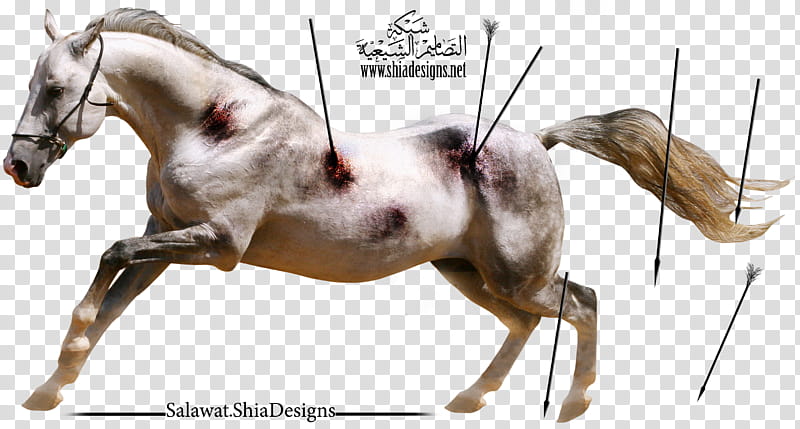 Tho AL Jana  P N G Blood Horse, white horse transparent background PNG clipart